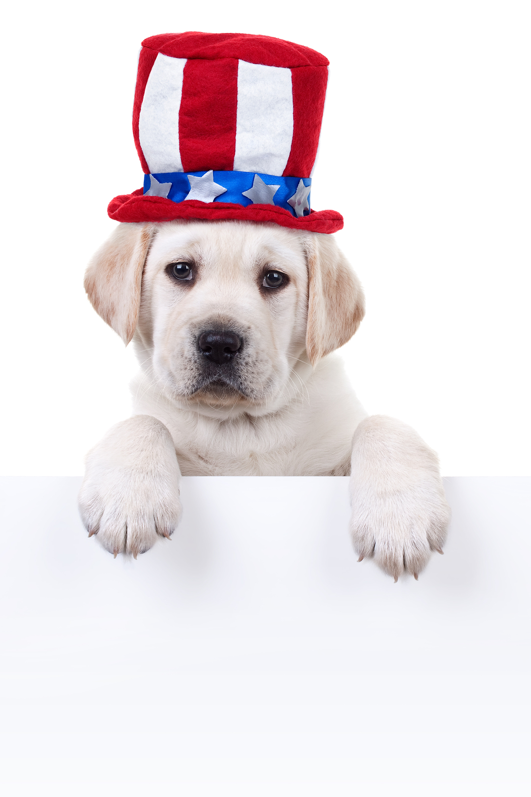 Fourth of July: Dog safety tips | Performance K9 Training