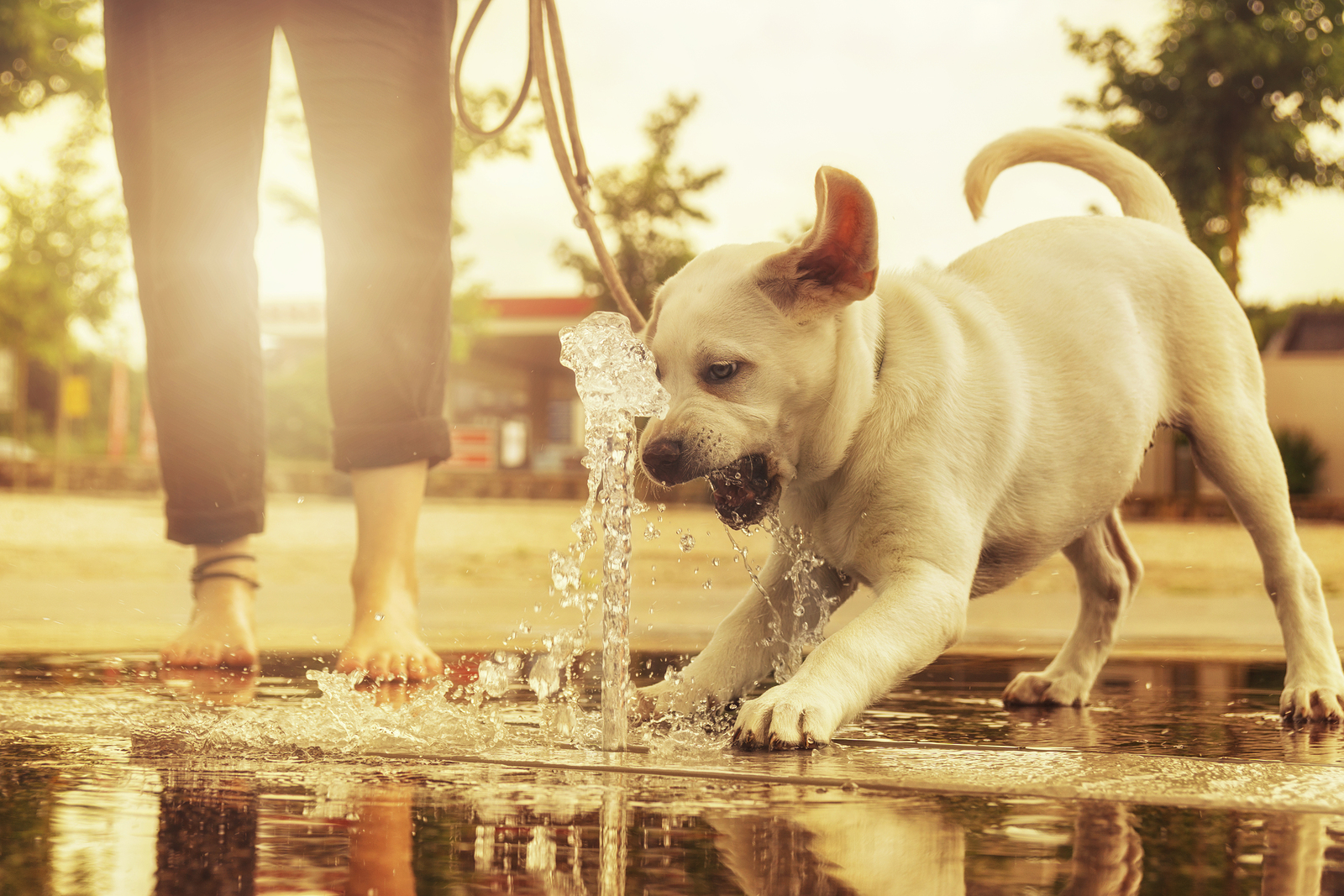 Hot temperature safety tips for dogs