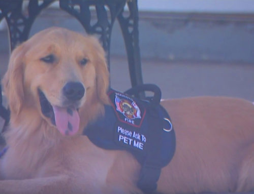 VIDEO: San Diego therapy dog sent to Central California