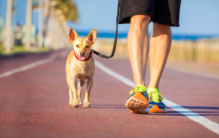 dog being walked on boardwalk