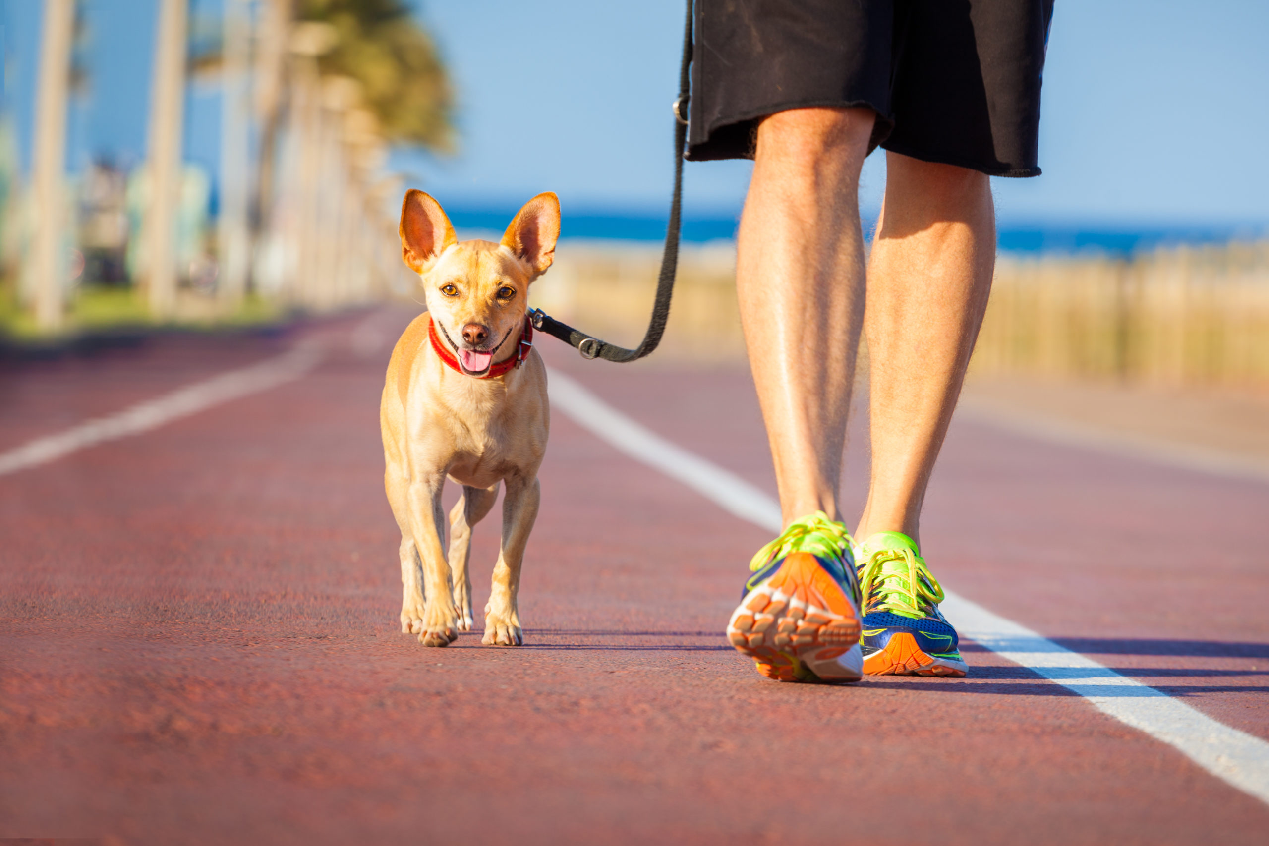 dog being walked on boardwalk
