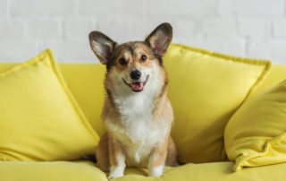 cute corgi on yellow couch