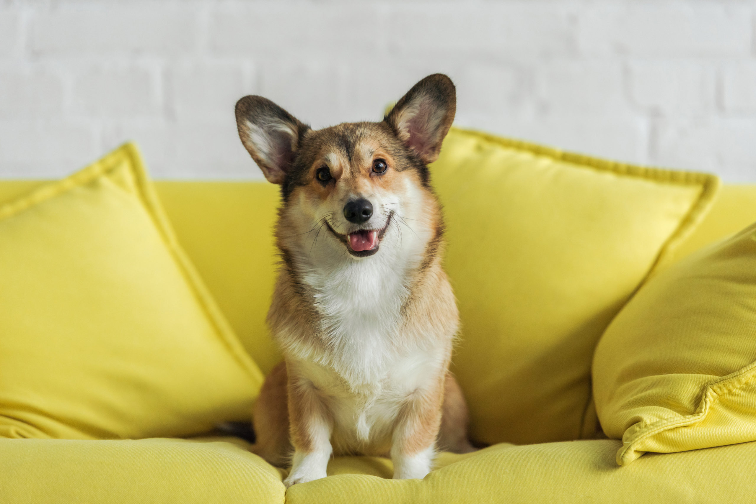 cute corgi on yellow couch