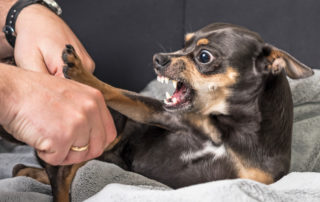 Chihuahua aggression scared