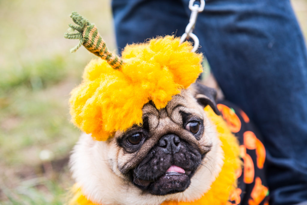 Halloween Pet Safety Part 1: Costumes and Decor - Performance K9 Training