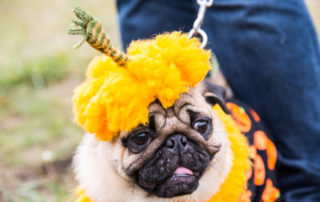 Dog Mops. Costume Pumpkin for a holiday Halloween