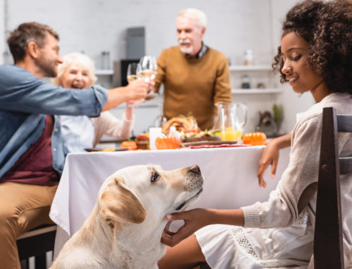 Thanksgiving Day Dog Safety Tips