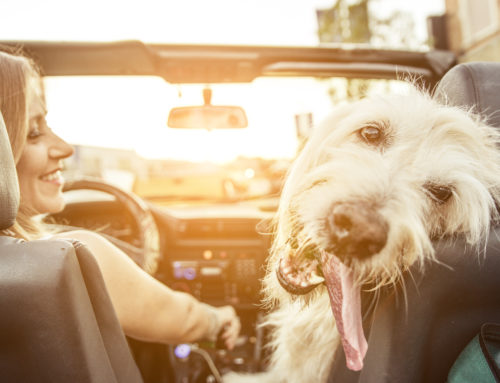 Here’s How To Have A Dog-Friendly Road Trip