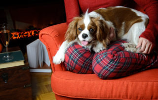 Lady relaxing with her dog (Cavalier King Charles spaniel