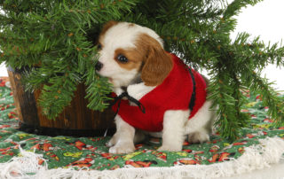 tiny puppy chewing on christmas tree
