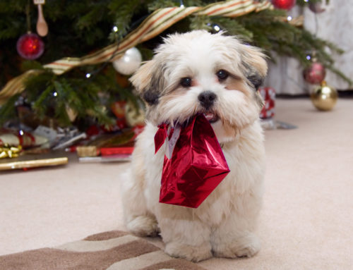 Christmas Tree Safety Tips For Dogs