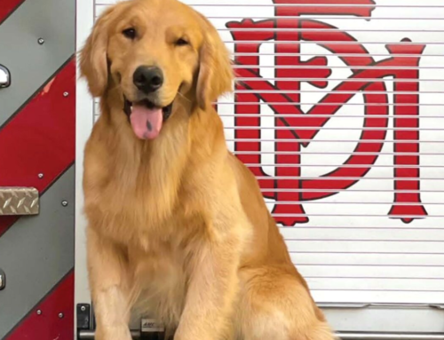 More Than A Mascot – Organization Supports First Responders with Furry Friends