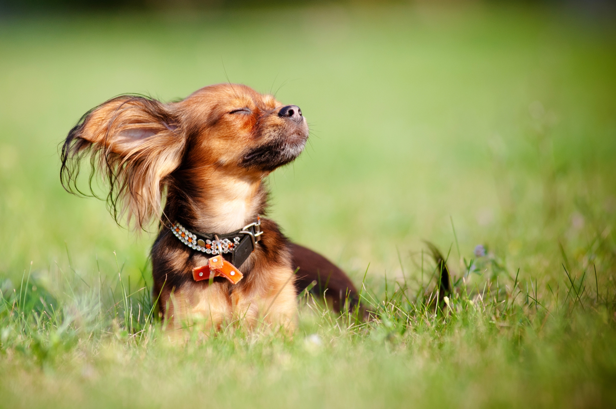 Cute dog squinting with the wind blowing in his face