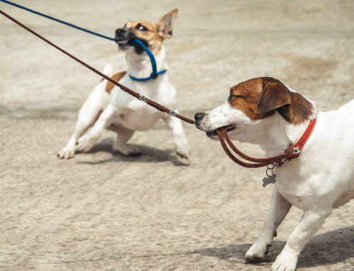 Does Your Dog Have Leash Aggression?