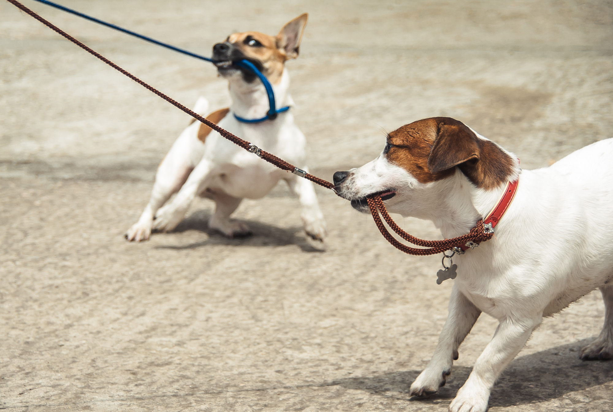 Two dogs tugging on leashes