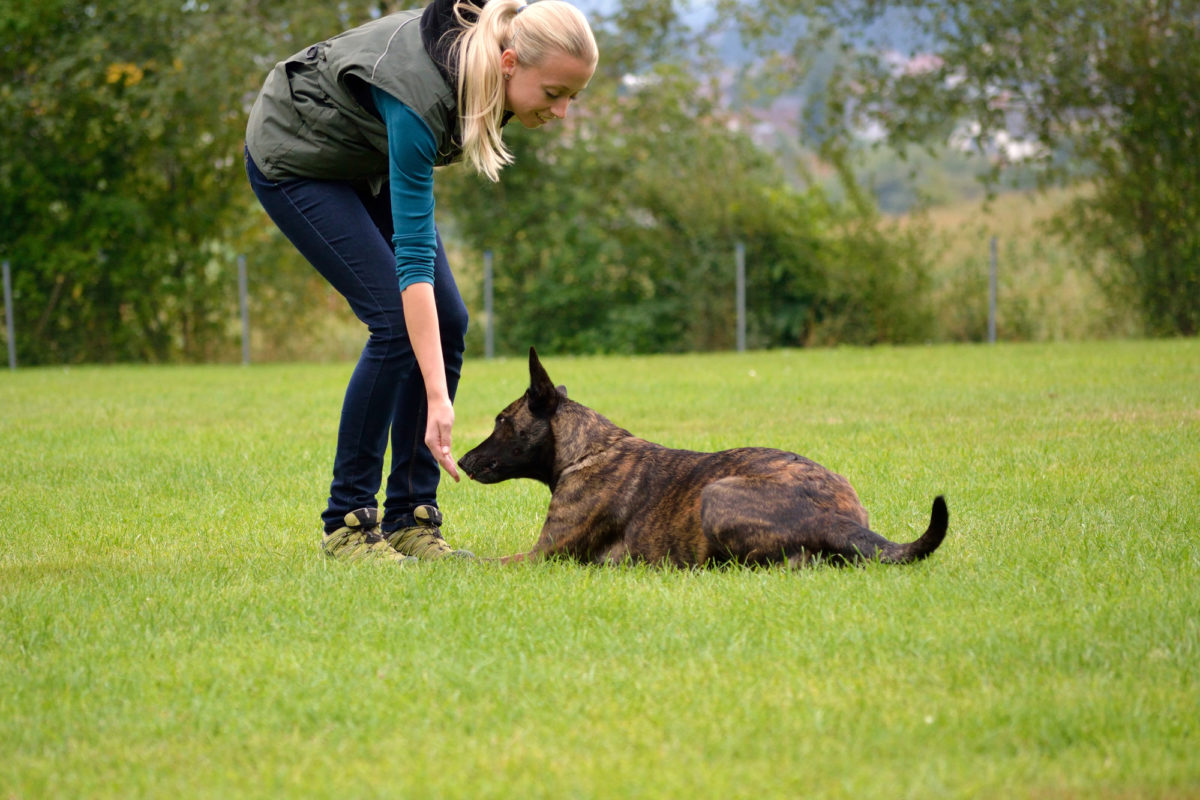 what-to-know-about-choosing-a-dog-kennel-facility-performance-k9-training