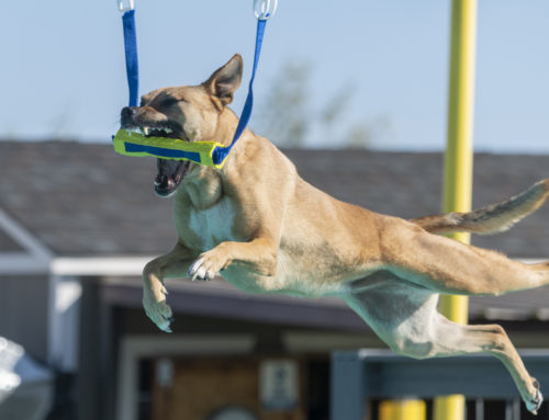 The Best Dog Sports For You And Your Dog
