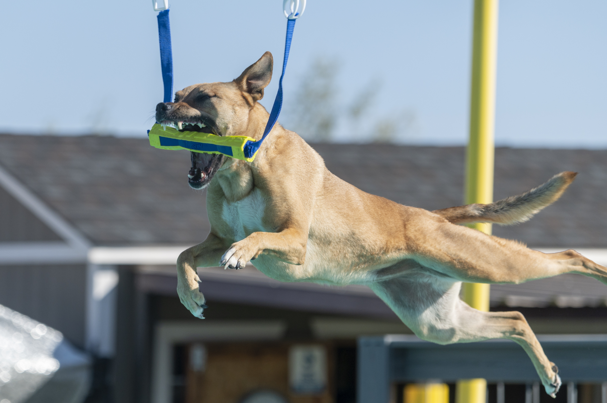 Mixed breed dog grabbing a bumper during a game