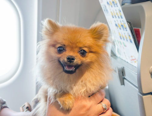 The New Rules When It Comes To Flying With Your Dog