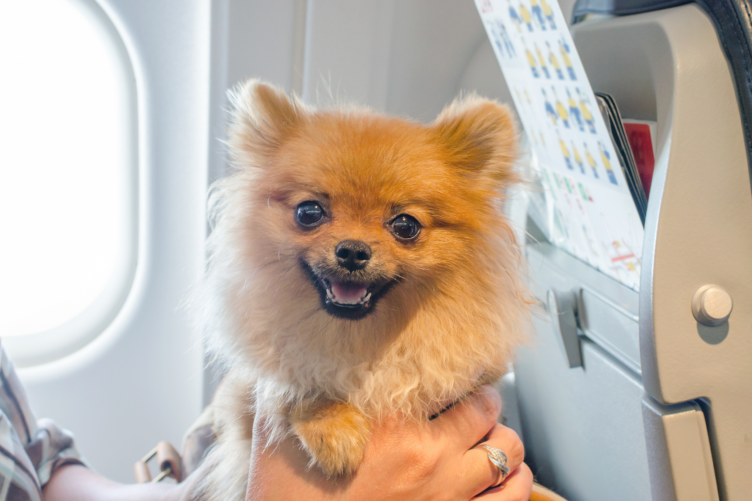 small dog pomaranian in a travel bag on board of plane