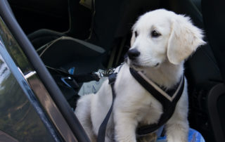 yellow lab properly secured into a car