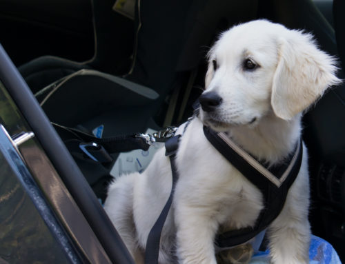 Car Safety Tips For Your Dog