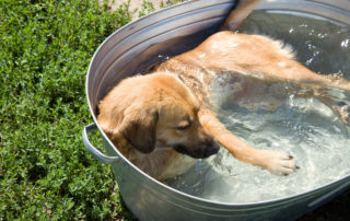 Dog in a small pool tired of the summer heat in shelter