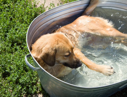 How to Keep Your Dog Healthy and Safe in the Heat of Summer