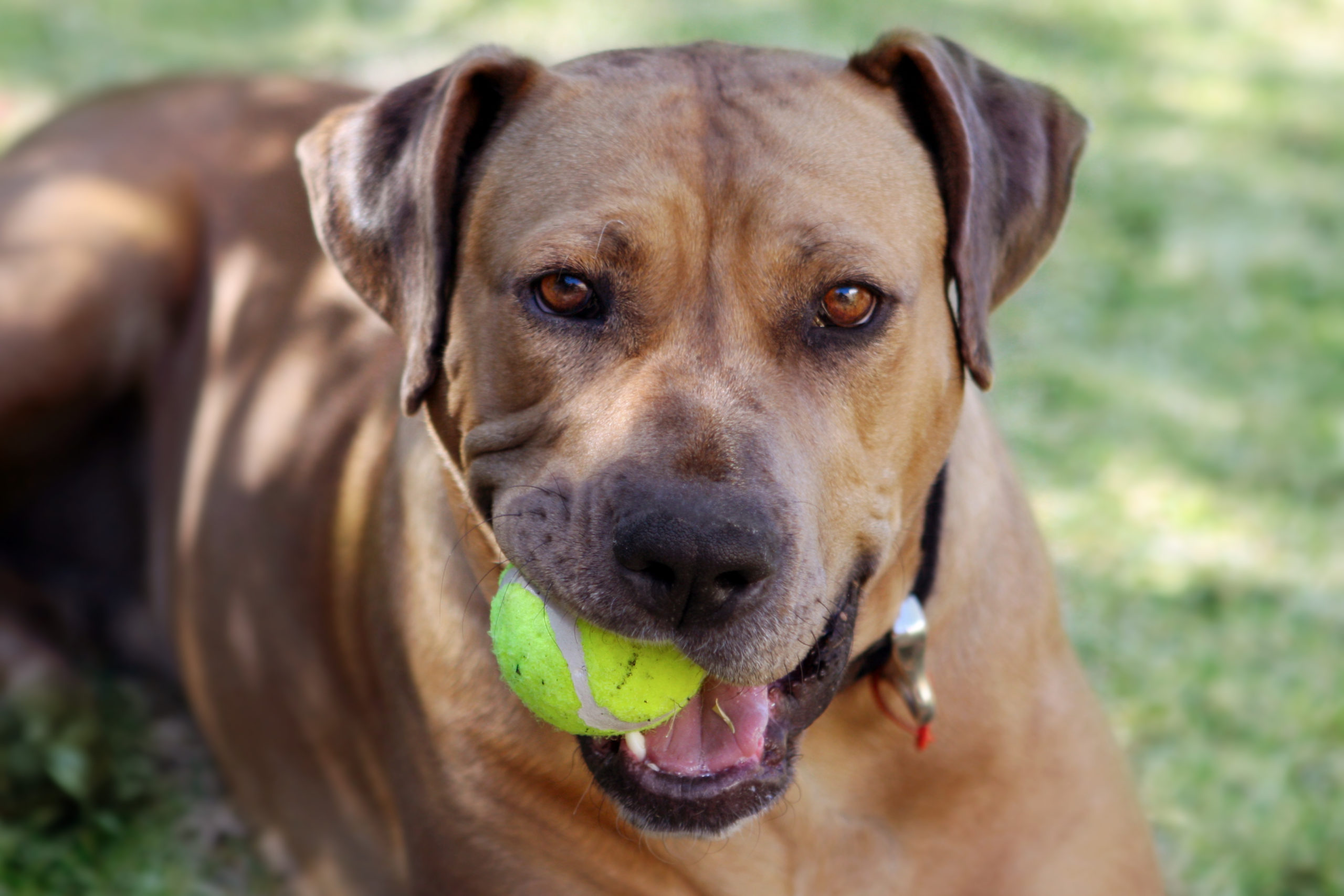 Rhodesian ridgeback with a tennis ball in her mouth