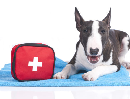 An Emergency Checklist For Your Dog