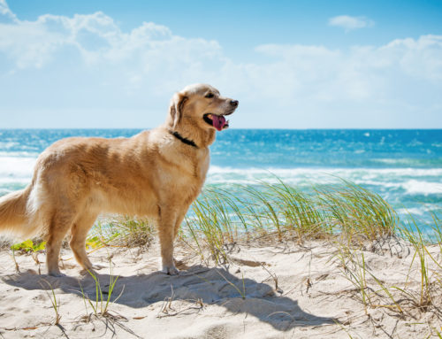 Here’s What You Need To Know About Taking Your Dog To Dog Beach