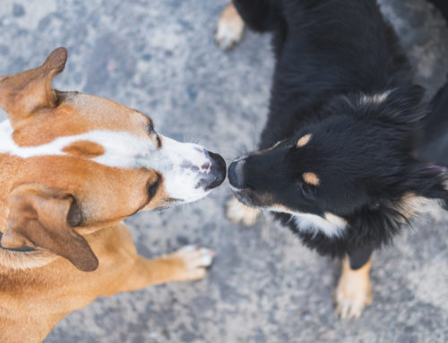 The Best Ways to Introduce a New Dog to Your Current Dog