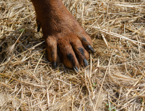 Why Foxtails Are Dangerous To Dogs And What Pet Parents Can Do