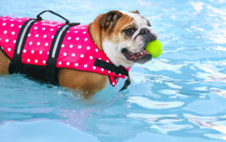 bulldog with tennis ball standing in pool