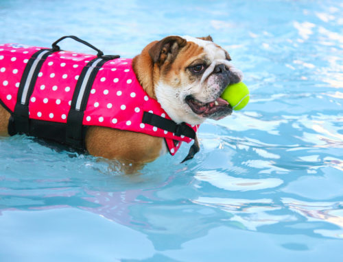How To Throw A Howling Good Time Dog Pool Party