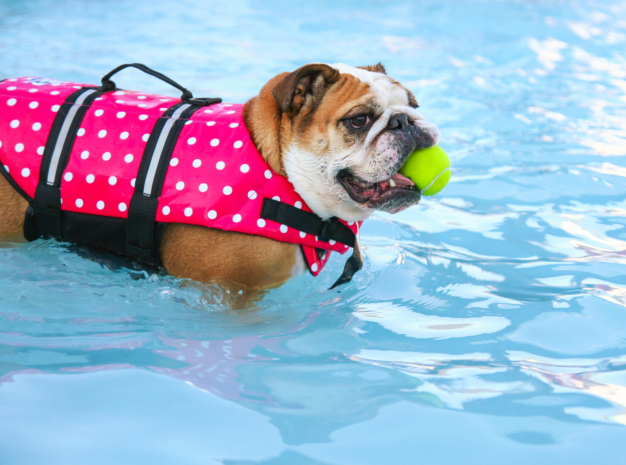 bulldog with tennis ball standing in pool