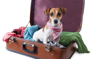 small dog sitting inside suitcase