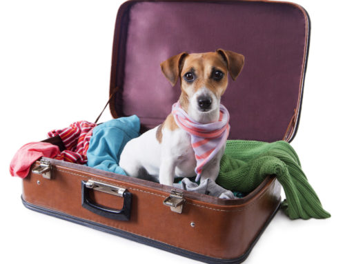 How to Choose the Best Hotel for You and Your Dog