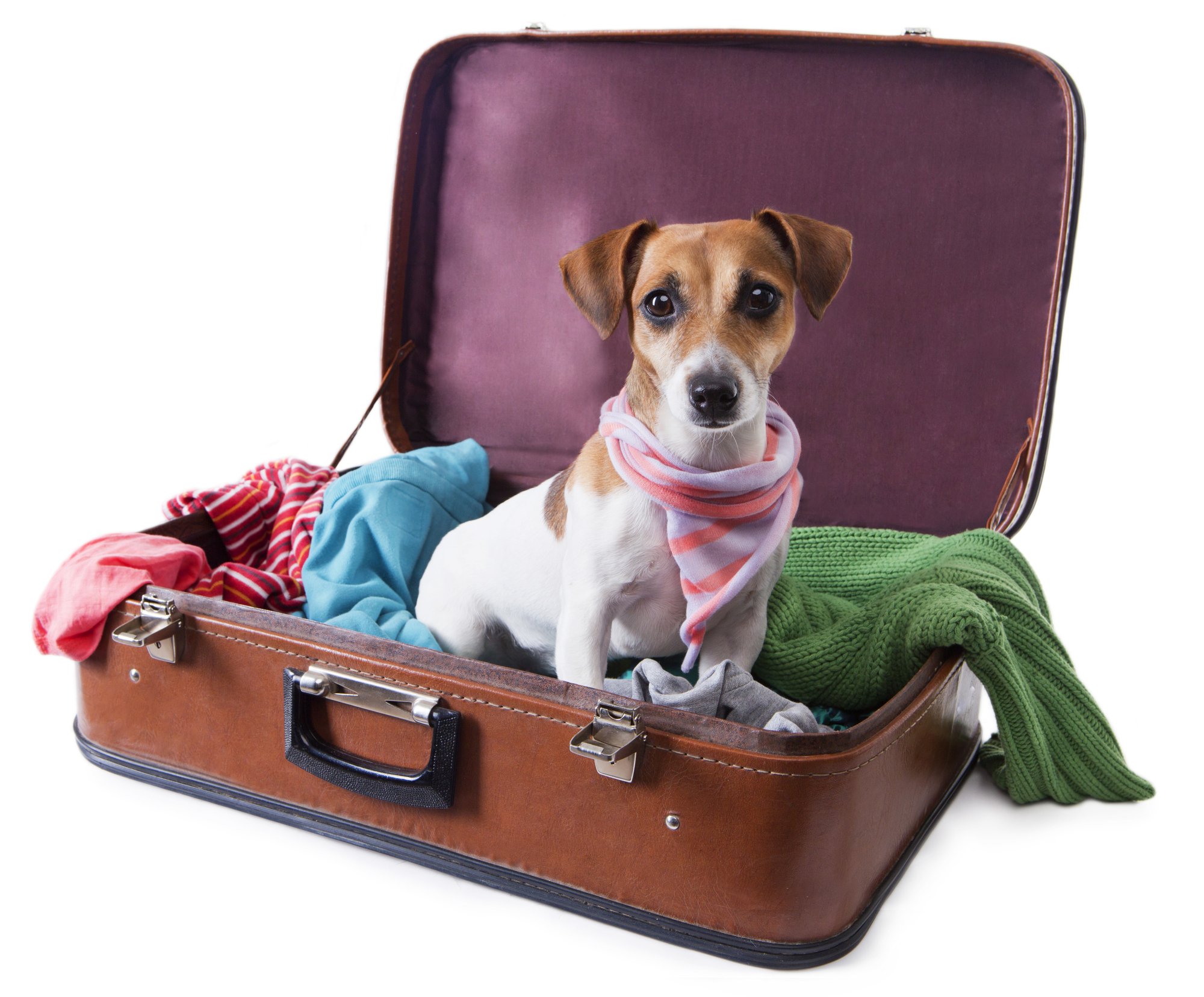 small dog sitting inside suitcase