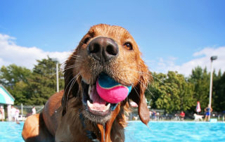 wet dog closeup with ball in mouth