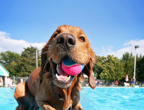 The Dog Days Of Summer Are Here!