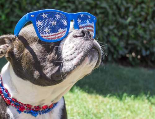 Keeping Dogs Safe During 4th of July Festivities