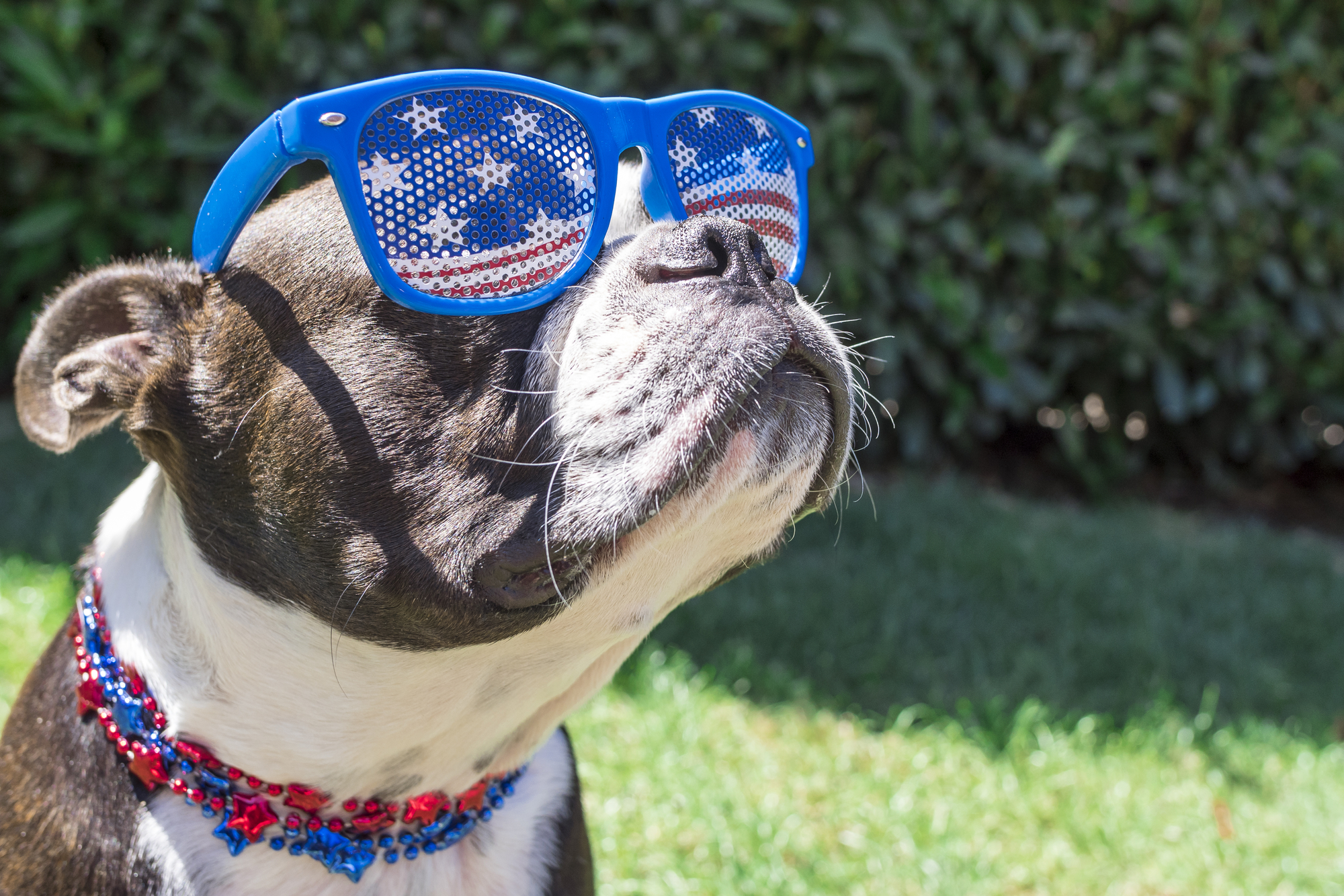 cute dog with patriotic sunglasses on