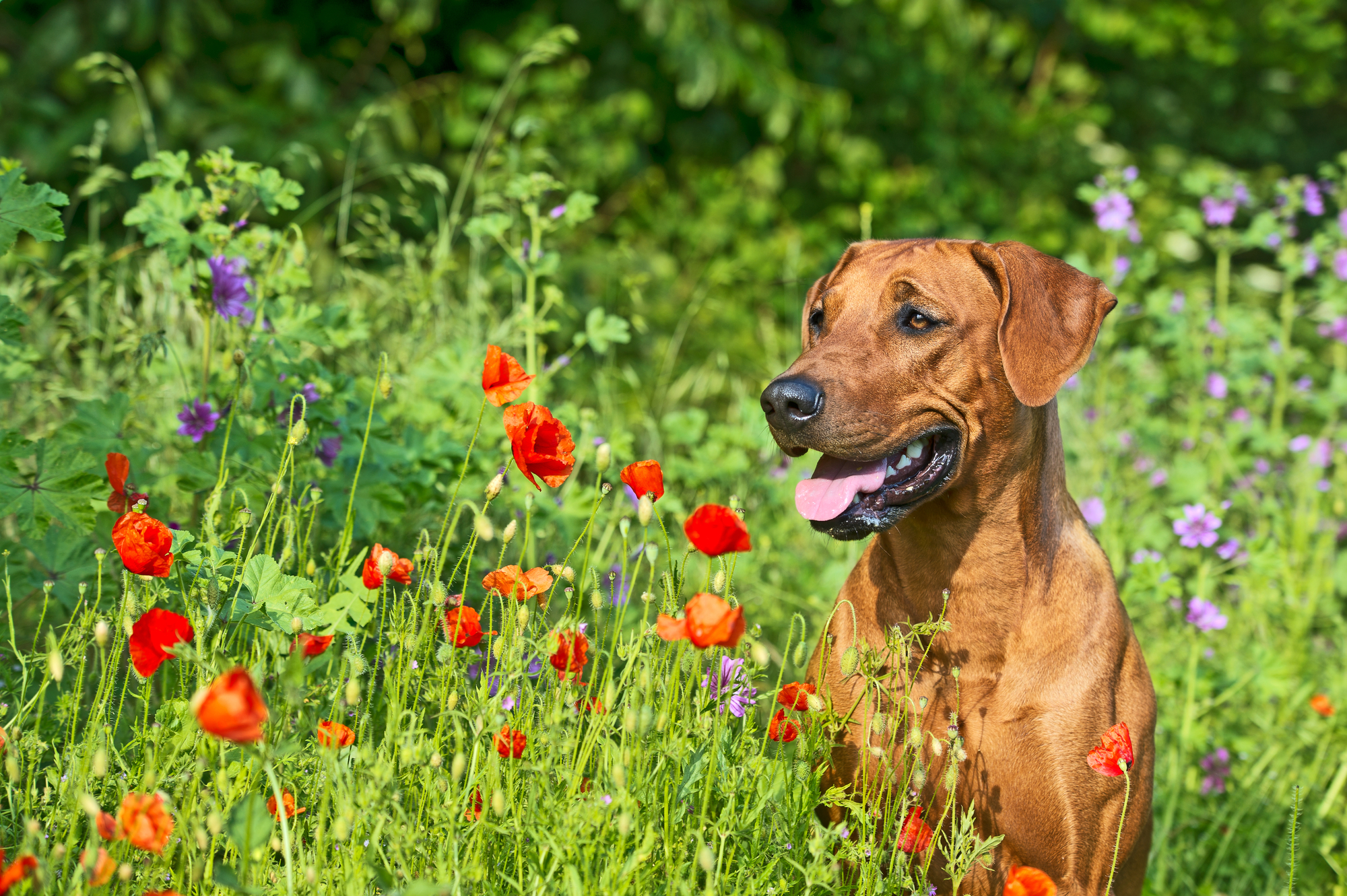 Rhodesian ridgeback puppy dog in a field of flowers