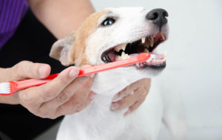 dog owner using toothbrush
