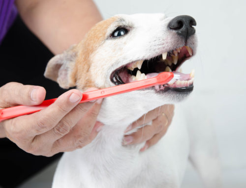 Why Your Dog’s Dental Health is So Important
