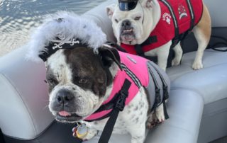 two bulldogs with lifevests on sitting in a boat