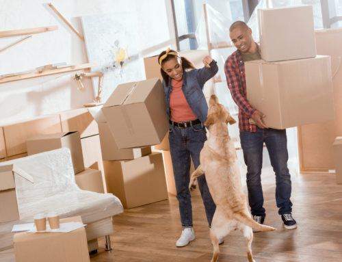 Top Tips When Moving With Your Dog