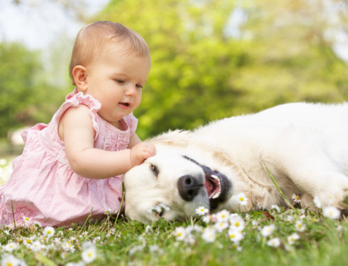 How To Get Your Dog Ready For A New Baby Arrival