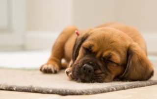 small brown puppy sleeping on the carpet
